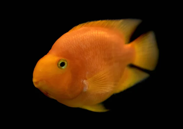 Goldfish Close Vista — Fotografia de Stock