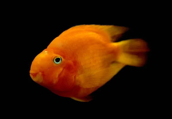 Goldfish Close Vista — Fotografia de Stock