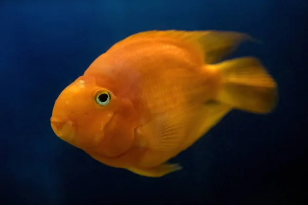 Goldfish Close Vista — Fotografia de Stock