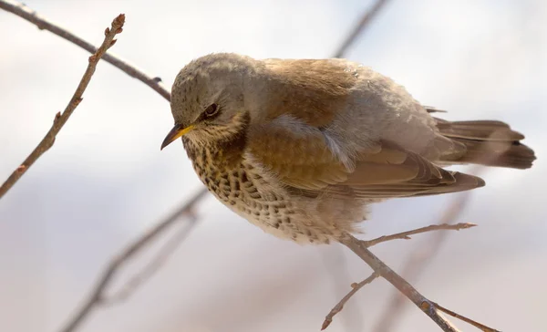 Fieldfare 画眉坐在树枝上 — 图库照片