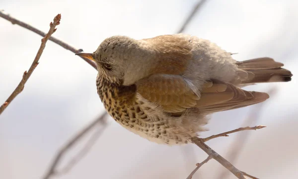 Fieldfare 画眉坐在树枝上 — 图库照片