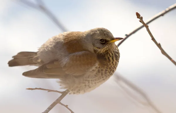 Fieldfare 画眉坐在树枝上 — 图库照片