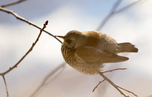 Fieldfare 画眉坐在树枝上 — 图库照片