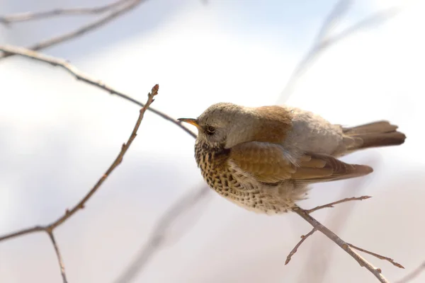 Fieldfare 画眉坐在树枝上 — 图库照片