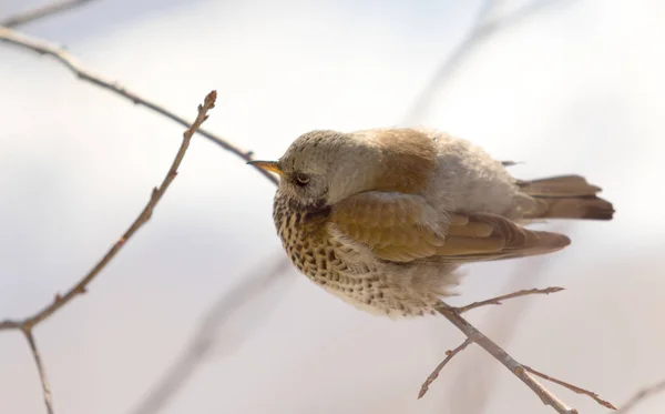 Fieldfare 画眉坐在树枝上 — 图库照片