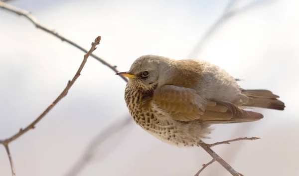 Fieldfare 画眉坐在树枝上 — 图库照片