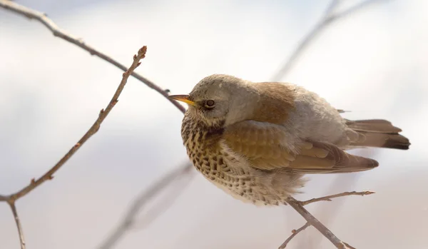 Fieldfare 画眉坐在树枝上 — 图库照片