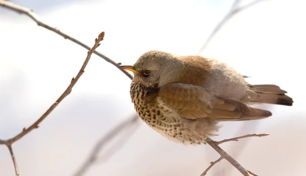 Fieldfare 画眉坐在树枝上 — 图库照片