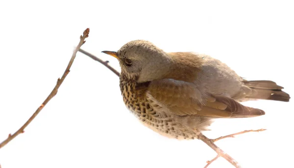 Fieldfare 画眉坐在树枝上 — 图库照片