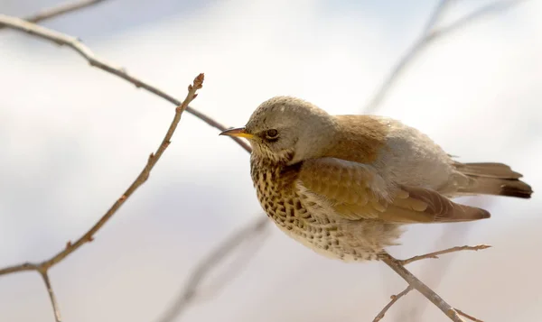 Fieldfare 画眉坐在树枝上 — 图库照片