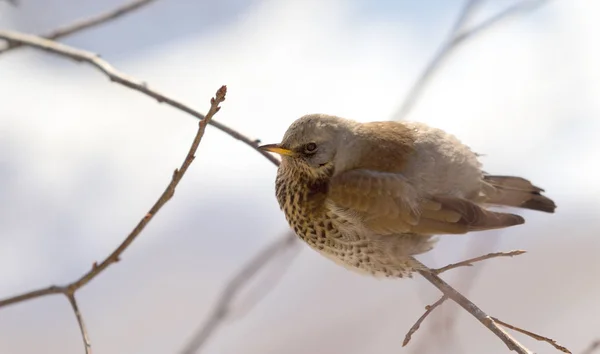 Fieldfare 画眉坐在树枝上 — 图库照片