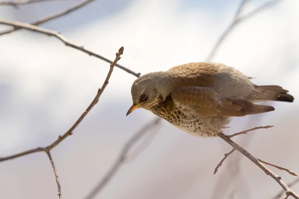 Fieldfare 画眉坐在树枝上 — 图库照片