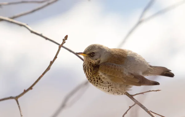 Fieldfare Молочниця Сидить Гілці — стокове фото