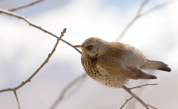 Fieldfare Молочниця Сидить Гілці — стокове фото