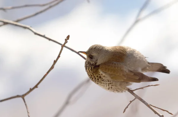 Fieldfare 画眉坐在树枝上 — 图库照片