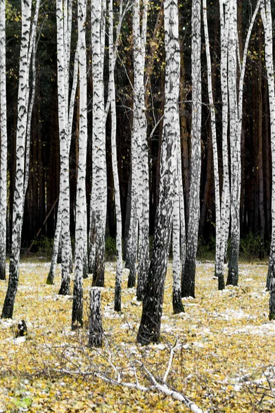 Bosque Abedul Amarillo Finales Otoño — Foto de Stock