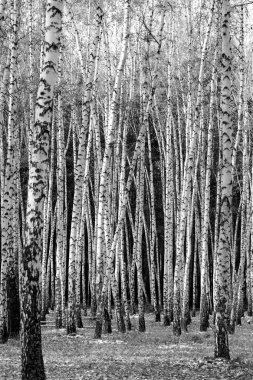 huş ağacı orman arka plan, siyah beyaz fotoğraf