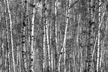 huş ağacı orman arka plan, siyah beyaz fotoğraf