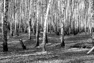 huş ağacı orman arka plan, siyah beyaz fotoğraf