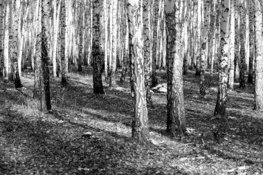 huş ağacı orman arka plan, siyah beyaz fotoğraf