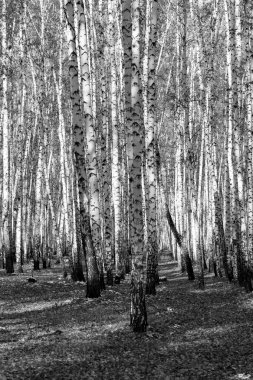 huş ağacı orman arka plan, siyah beyaz fotoğraf