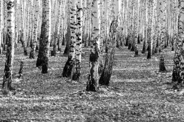 huş ağacı orman arka plan, siyah beyaz fotoğraf