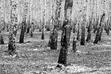 huş ağacı orman arka plan, siyah beyaz fotoğraf