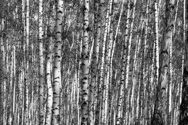 huş ağacı orman arka plan, siyah beyaz fotoğraf