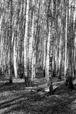 huş ağacı orman arka plan, siyah beyaz fotoğraf