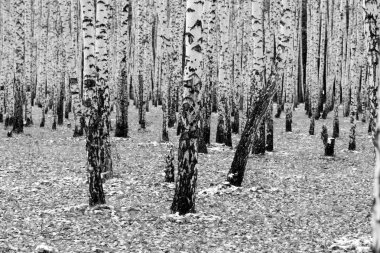 huş ağacı orman arka plan, siyah beyaz fotoğraf