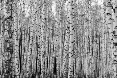 huş ağacı orman arka plan, siyah beyaz fotoğraf