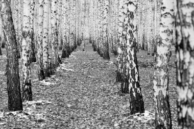 huş ağacı orman arka plan, siyah beyaz fotoğraf