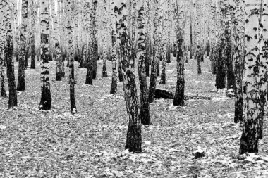 huş ağacı orman arka plan, siyah beyaz fotoğraf