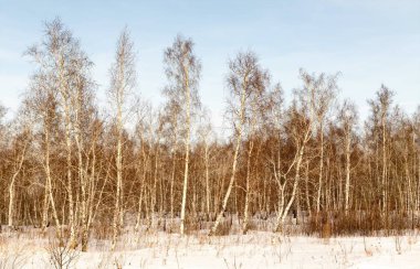 Güzel kış huş ağacı orman