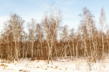 Güzel kış huş ağacı orman