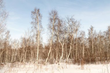 Güzel kış huş ağacı orman