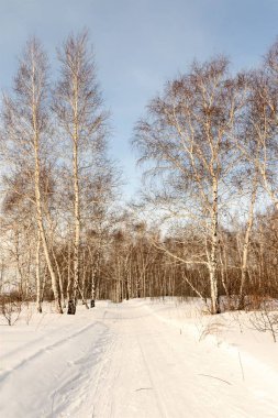 Huş ağacı ormanda kış yol