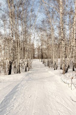 Huş ağacı ormanda kış yol