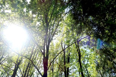 Gökyüzüne aşağıdan görünümünde ağaçlarının dalları