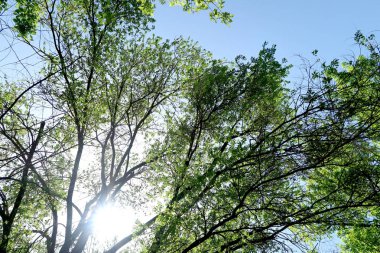 Gökyüzüne aşağıdan görünümünde ağaçlarının dalları
