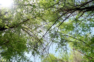 Gökyüzüne aşağıdan görünümünde ağaçlarının dalları