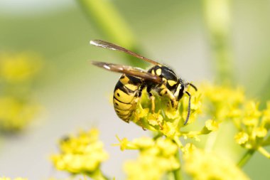 WASP sarı bir çiçek üzerinde Kapat