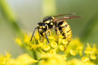 WASP sarı bir çiçek üzerinde Kapat