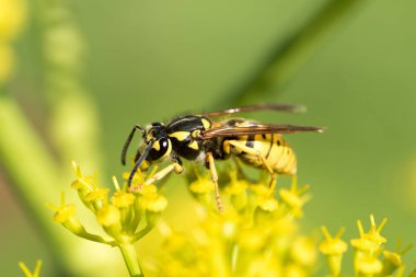 WASP sarı bir çiçek üzerinde Kapat