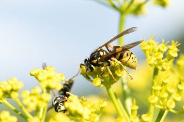 WASP sarı bir çiçek üzerinde Kapat