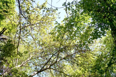 Gökyüzüne aşağıdan görünümünde ağaçlarının dalları