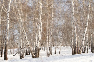 Güzel kış huş ağacı orman