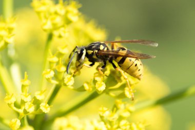 WASP sarı bir çiçek üzerinde Kapat