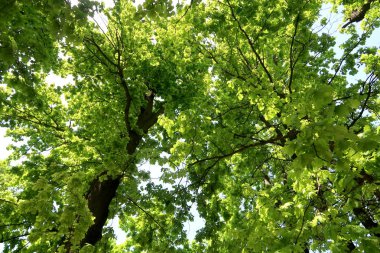 Gökyüzüne aşağıdan görünümünde ağaçlarının dalları