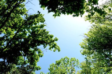 Gökyüzüne aşağıdan görünümünde ağaçlarının dalları